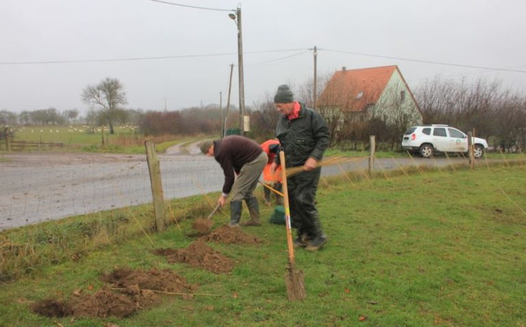 PlantationRechicourt-Sylvaterra-17122018-1