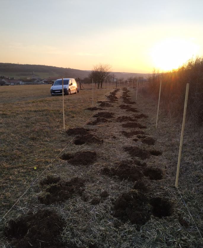 Chaillon-plantationHaie20022019-SylvaTerraAgroforesterie-2