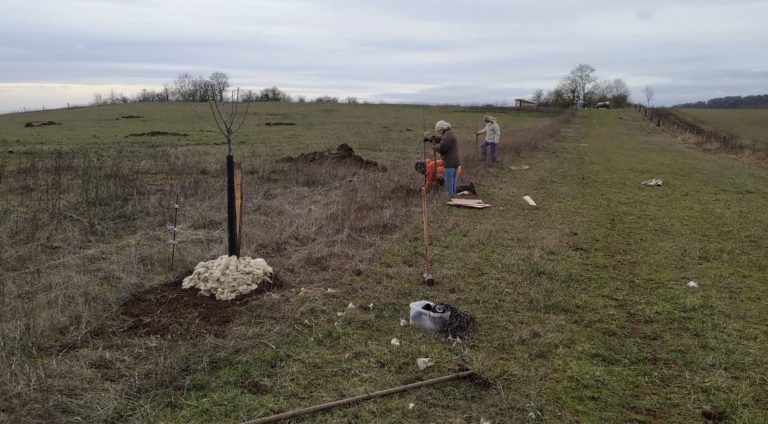 SaintMedard-plantation-08022019_SylvaTerra-2