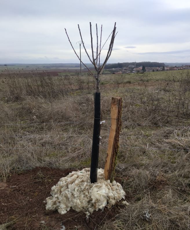 SaintMedard-plantation-08022019_SylvaTerra-3