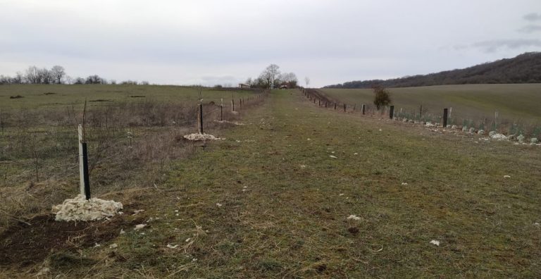 SaintMedard-plantation-08022019_SylvaTerra