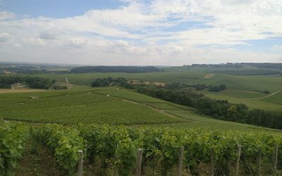 vitiforesterie-sylvaterra